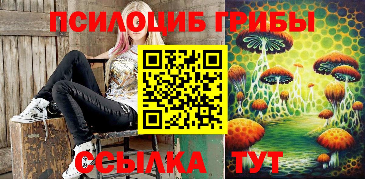 Псилоцибиновые грибы Psilocybe Сокол